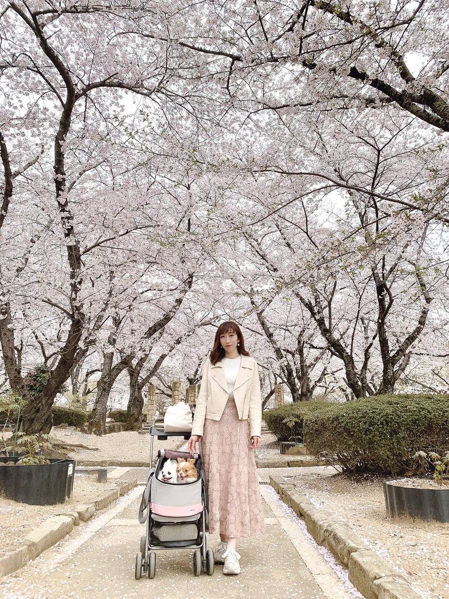 姫路城の桜、毎年ほんまにキレイ☺️🌸✨✨