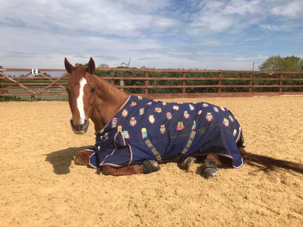 Our beautiful new boy K chilling ☀️
