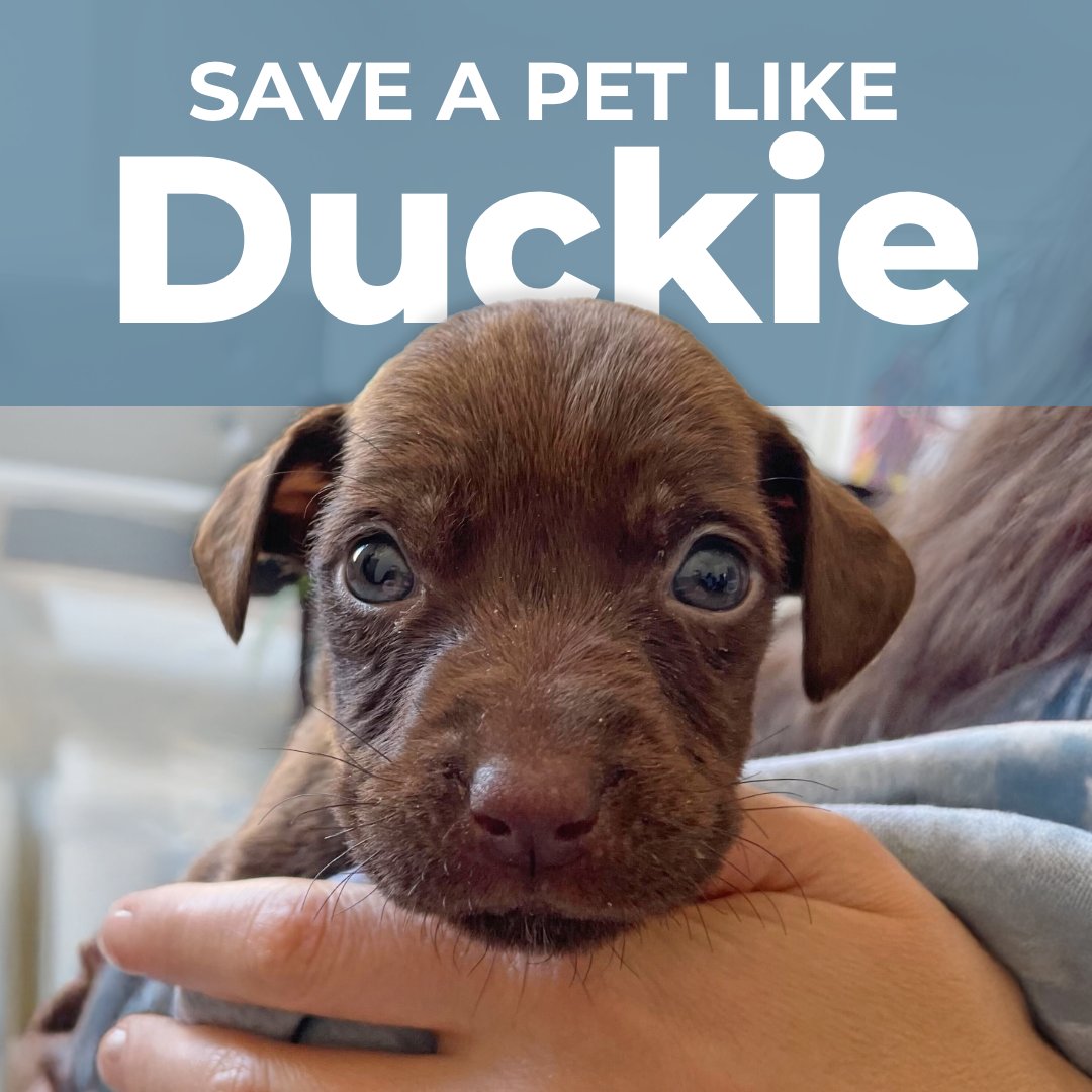 Anti-Cruelty (@anticruelty) on Twitter photo Your act of compassion — and generosity — is an animal’s lifeline. Especially this spring, when we’ll open our doors to a surge of litters and homeless animals.
Please give to the 2025 Spring Campaign to transform lives: bit.ly/41TCRWc Your act of compassion — and generosity — is an animal’s lifeline. Especially this spring, when we’ll open our doors to a surge of litters and homeless animals.
Please give to the 2025 Spring Campaign to transform lives: bit.ly/41TCRWc