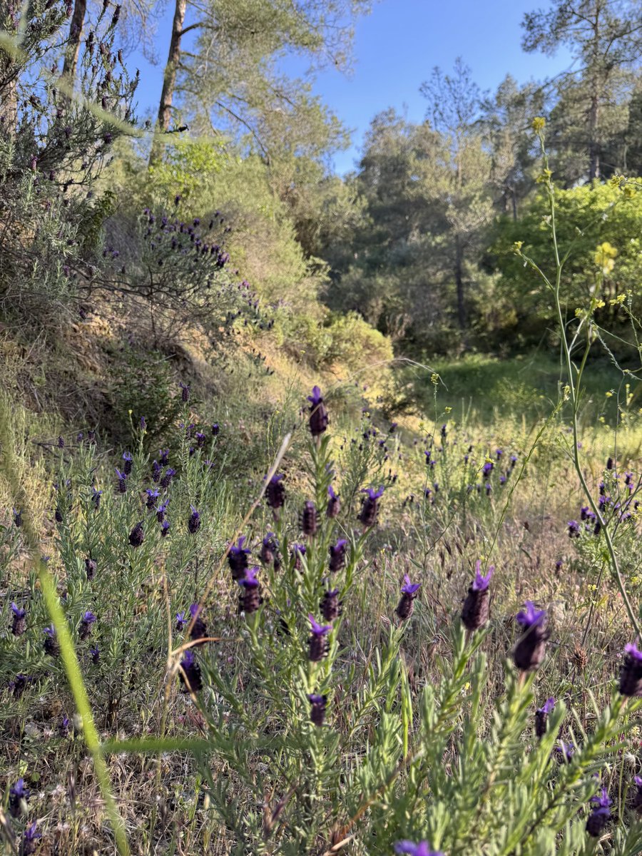 natsedai's tweet photo. Wild lavender and the blue of the Mediterranean sky. https://t.co/VEfoyeGAJF