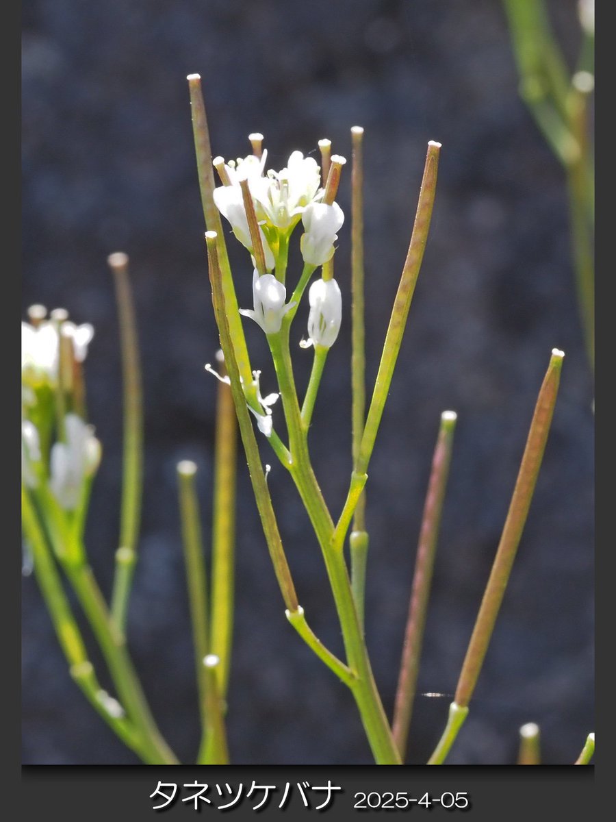chawanmushi_64's tweet photo. 📎#タネツケバナ
📎#Cardamine #occulta
📎2025/4/05 相模原市緑区

#生成AI #Gemini https://t.co/wyvtq74Fq2