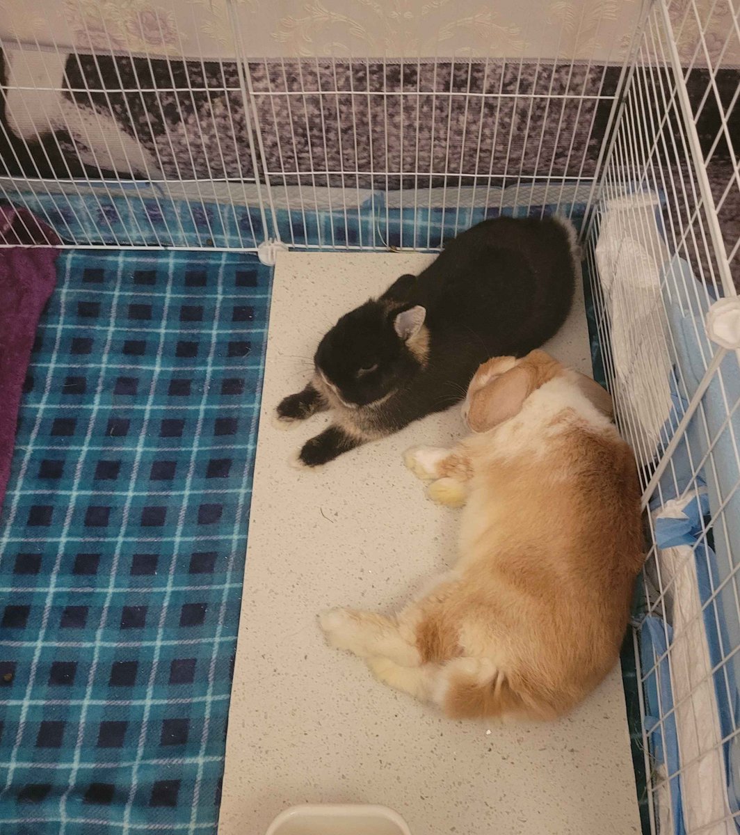 VRC_MissQ's tweet photo. Hi, I'm still alive. So is my husband and bun-children xD https://t.co/mSbyCspYB1