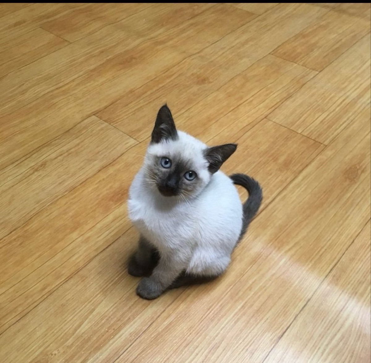 sanohmygod's tweet photo. 진짜 별이는 어쩜 어릴 때부터 예쁘니
너무 사랑스럽게 생겼자나ㅏ https://t.co/gVoDPNICg0