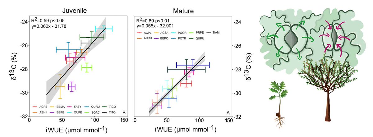Physiologia Plantarum (@pplplantarum) on Twitter photo What are the impacts of stomatal morphology on WUE across different ontogenetic stages of tree species? Guard cell length and stomatal density can be considered morphological traits related to the iWUE and leaf δ13C of trees. <a href="/PeterPetrk8/">Peter Petrík</a>
Read more bit.ly/425Csik What are the impacts of stomatal morphology on WUE across different ontogenetic stages of tree species? Guard cell length and stomatal density can be considered morphological traits related to the iWUE and leaf δ13C of trees. <a href="/PeterPetrk8/">Peter Petrík</a>
Read more bit.ly/425Csik