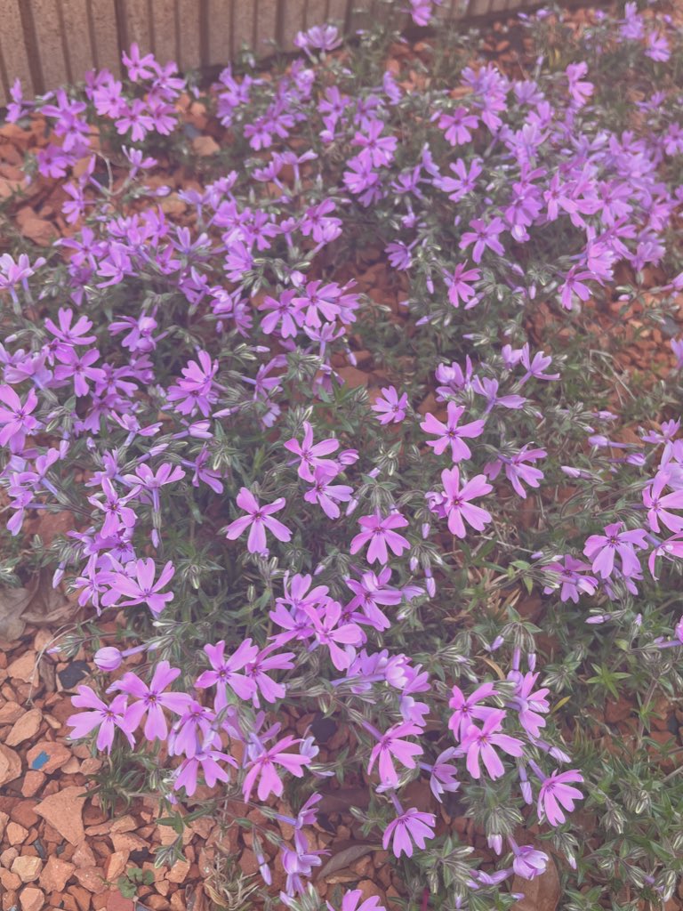 macchatteoic's tweet photo. あったかくなってかわいいお花も沢山🐶🌼
#日常垢 #日常垢さんと繫がりたい https://t.co/zLye25PmKB