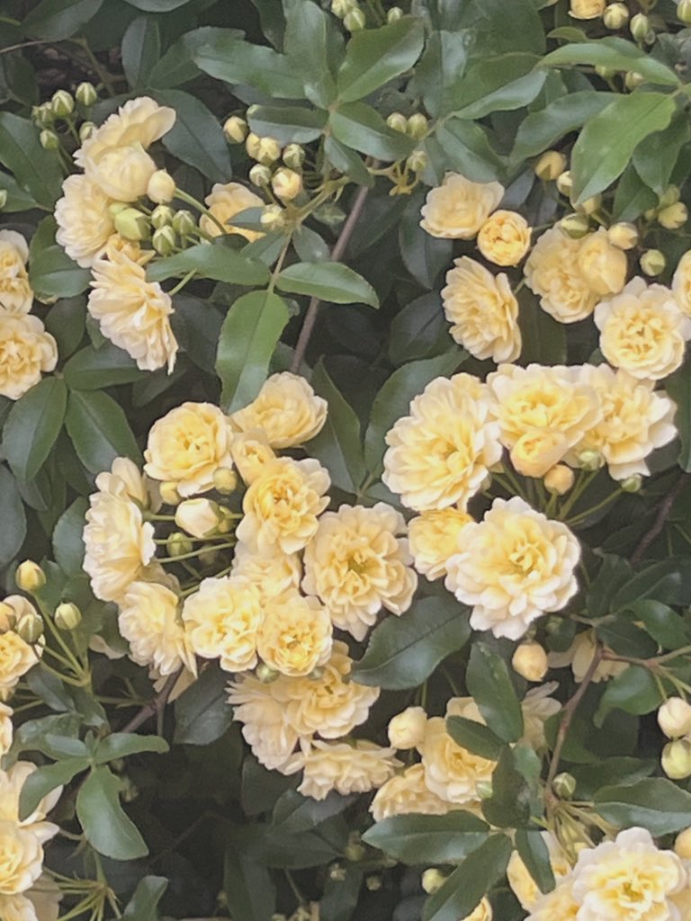 macchatteoic's tweet photo. あったかくなってかわいいお花も沢山🐶🌼
#日常垢 #日常垢さんと繫がりたい https://t.co/zLye25PmKB
