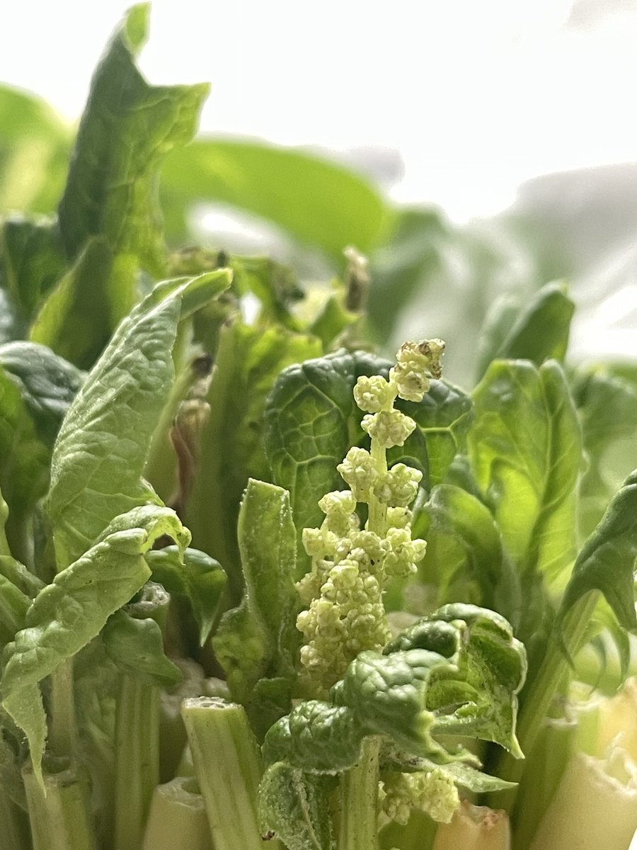 再生栽培的なものを楽しもうと、美味しく頂いたほうれん草の根元の部分を切り取り水にさして置いたら、早速葉が出てきて嬉しかったのですが、同時に見慣れないものも出てきました