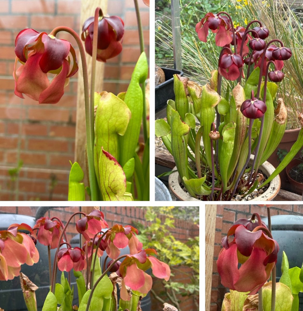 PotteringPolly's tweet image. The flowers of the Sarracenia, fly catching pitcher plant blow me away every year. They are so unusual. 
They live permanently in the greenhouse &amp;amp; obviously catch enough to keep them happy 🪰🦟🌿

#carnivorousplants #Sarracenia #flycatchers