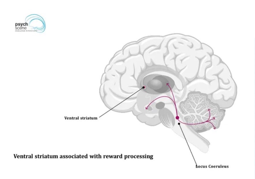 psycheureka's tweet photo. Psych Scene Snapshots 🧠⚡

Q : Can antidepressants cause emotional blunting?

A: Yes but only in some. 

Emotional blunting is reported in ~40–60% of SSRI users, often dose-dependent and reversible.

SSRIs reduce dopaminergic (DA) activity in the ventral striatum, blunting reward processing and motivation. 

Psych Scene Tip💡: Don’t assume it’s universal. 

Blunting ≠ inefficacy. 

Consider dose reduction, switching, or augmentation.