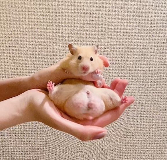 ﾊﾐにやさしく tweet media