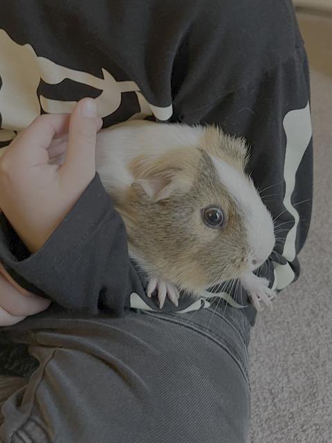 eastvalleybunnyguineapigs tweet media