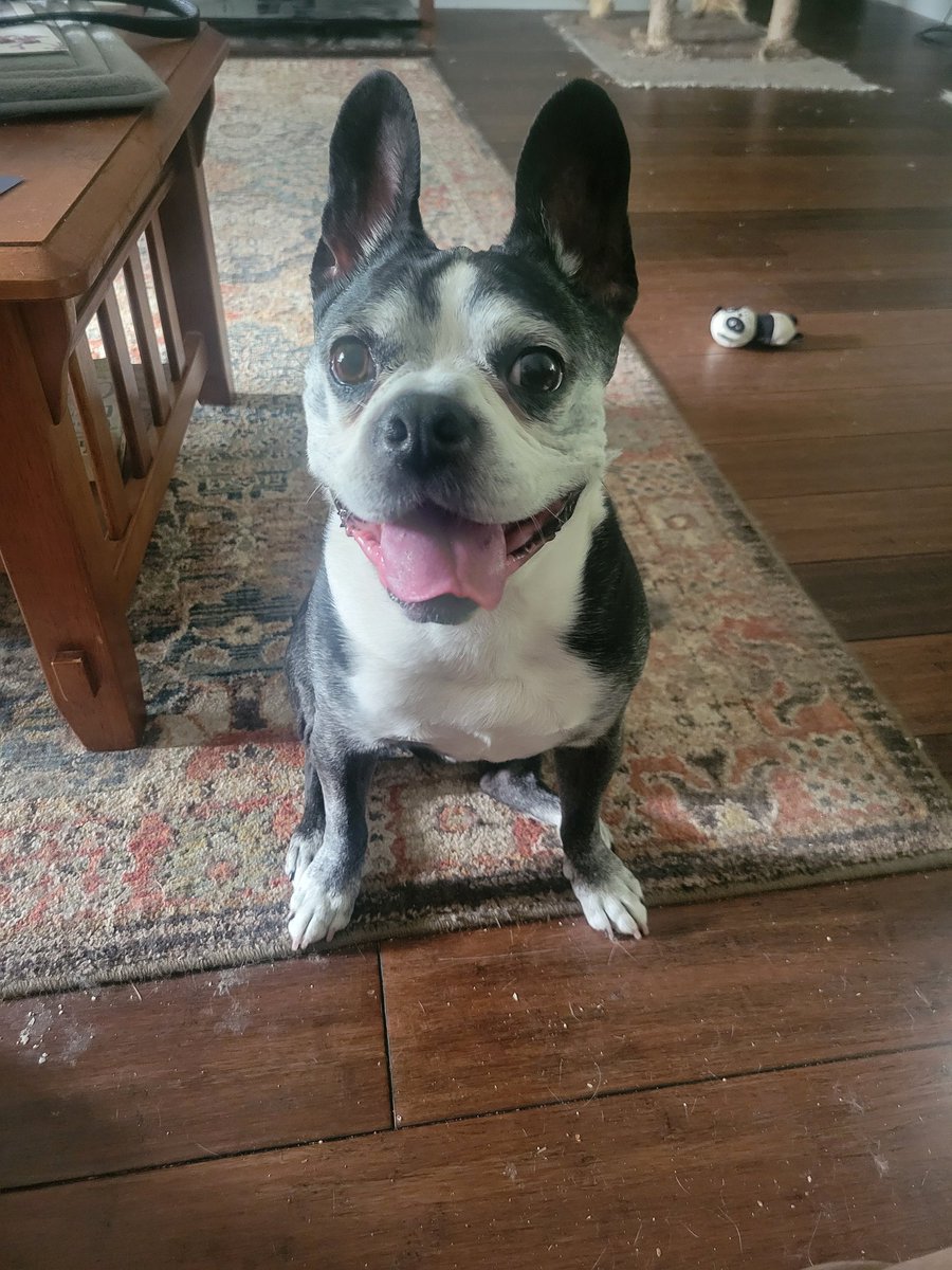 Morning pals!!!! We made it to Grandpas!! I went out in hims big back yard dis morning ands der bes so many sniffs!!!!! Grandpa has cattos 😲 I forgots abouts da cattos. So far dey no a big fan of me 🤣🤣🤣 I report back later on progress 😆😸