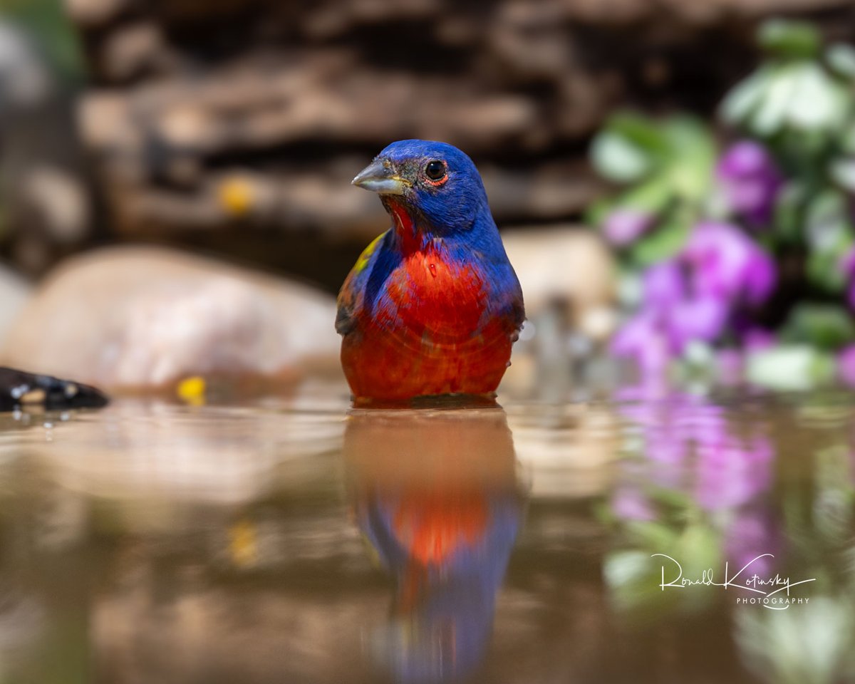 Ronald Kotinsky Photography (@rkotinsky) on Twitter photo Painted Bunting in a Bath
Texas - April 2025
Canon R5MK2 with Canon 600mm f/4
<a href="/CanonUSA/">CanonUSA</a> <a href="/CanonUSApro/">Canon USA Pro</a> <a href="/CanonUSAimaging/">Canon USA Corp.</a>
<a href="/todaysbird/">Today's Bird</a> <a href="/audubonsociety/">Audubon Society</a> <a href="/AudubonFL/">Audubon Florida</a>
<a href="/AudubonCA/">Audubon California</a> <a href="/AudubonIntl/">Audubon Int'l</a> Painted Bunting in a Bath
Texas - April 2025
Canon R5MK2 with Canon 600mm f/4
<a href="/CanonUSA/">CanonUSA</a> <a href="/CanonUSApro/">Canon USA Pro</a> <a href="/CanonUSAimaging/">Canon USA Corp.</a>
<a href="/todaysbird/">Today's Bird</a> <a href="/audubonsociety/">Audubon Society</a> <a href="/AudubonFL/">Audubon Florida</a>
<a href="/AudubonCA/">Audubon California</a> <a href="/AudubonIntl/">Audubon Int'l</a>