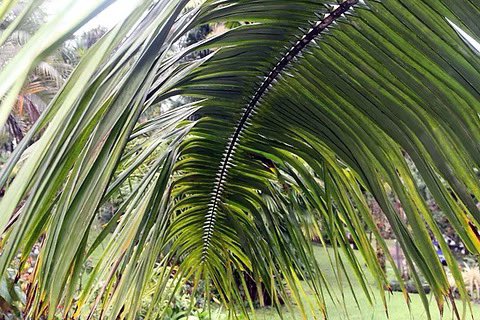 Captain, as a herbalist with years of practice, I will choose palm tree branches as the best herb for liver and kidney damage. 

Tea from dried powdered palm tree branches can repair and revitalise damaged kidneys and liver. 

Nature heals.