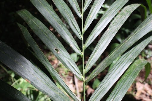 HerbalistChief's tweet photo. Captain, as a herbalist with years of practice, I will choose palm tree branches as the best herb for liver and kidney damage. 

Tea from dried powdered palm tree branches can repair and revitalise damaged kidneys and liver. 

Nature heals. https://t.co/jFEGgApDXN