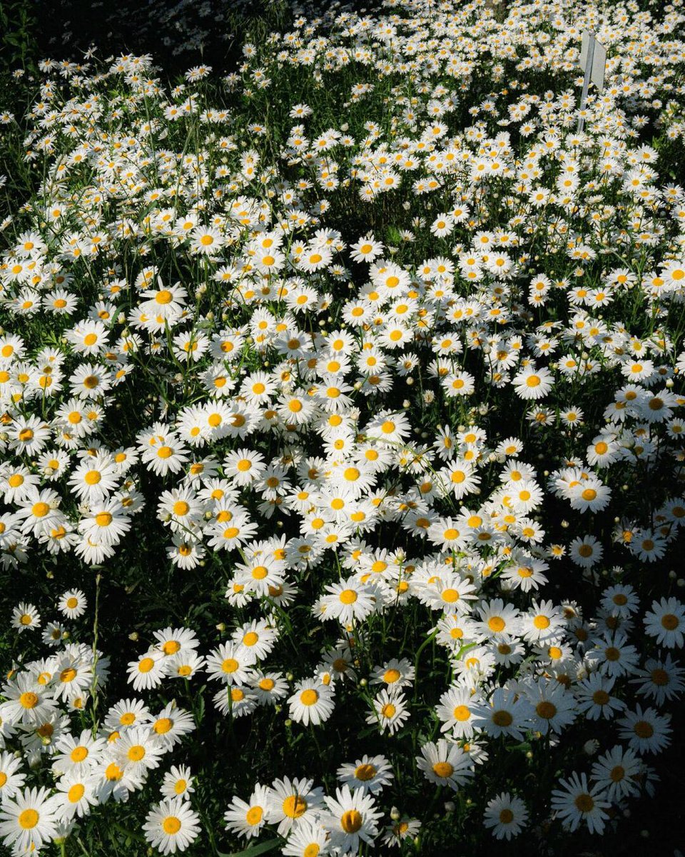산 전체가 데이지꽃으로 가득 차 있어요, 이것보다 더 아름다운 것은 없어요!