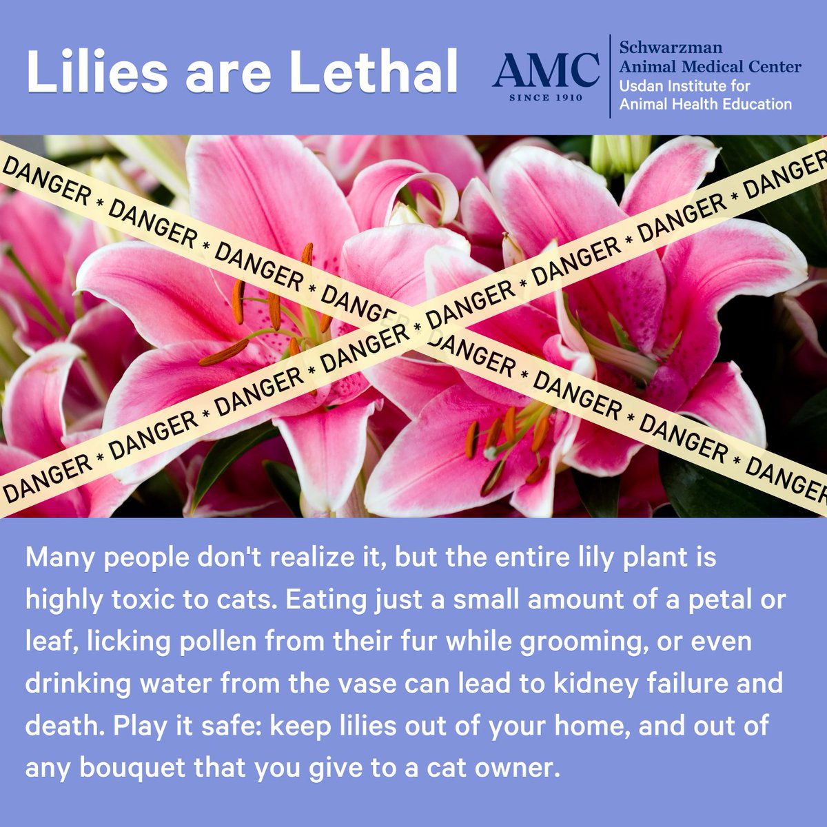 amcny's tweet photo. #UsdanPetTips 🐣 Easter is full of fun, but it can also bring hidden dangers for pets. Before the egg hunts begin and candy baskets come out, brush up on these pet safety tips:

✅ Keep chocolate and candy (especially anything with xylitol) out of reach.
🌸 Avoid toxic spring flowers, especially lilies.
🚫 Skip the plastic Easter grass. Opt for paper or fabric instead
🥚 Count all eggs after the hunt to avoid spoiled or swallowed surprises.
🍽️ Say no to table scraps, especially rich or fatty foods like ham.
🚪 Watch the door: make sure pets don’t slip out during guest arrivals.
🐰 If you're bringing home the Easter bunny, make it a plush one rather than a live one.