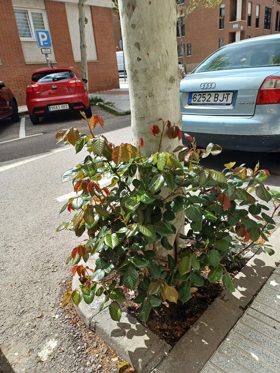 palaciosho's tweet photo. . @Alcorquesvivos un refugio para la diversidad... Una buena forma de cambiar las ciudades.
#Sanse #Alcorques #polinización #CambioClimático
https://t.co/yjHcFbBYtK https://t.co/XGgA1keJmp