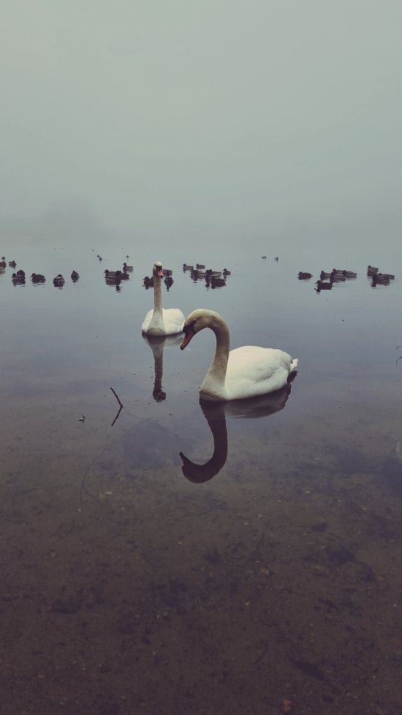 Let’s see your “Bird” photographs