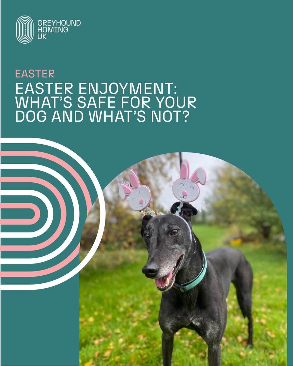 GreyhoundHoming's tweet photo. 🐾✨ Easter is full of fun & treats, but not all are safe for dogs! 🐶💛
Click here to read our latest blog on what foods to avoid and what are dog-safe: https://t.co/13HQ5TdO33
🐣💐 #EasterSafetyForDogs #GHUK #Easter https://t.co/3nk0uVnd5u