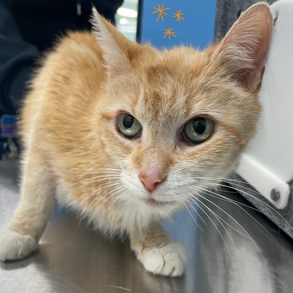 Beautiful #Rory Is A Female Not Spayed 8 Year Old #OrangeTabby #Cat From #QueensACC Who Needs To Leave The #NYCACC Shelter ASAP Due To Azotemia, Muscle Wasted/Dehydration, Hypokalemia &amp; Hyperglobulinemia! #ID224589 : Stray! Observed Behavior: Docile! #CatsOfX : #Donate #Foster RT
