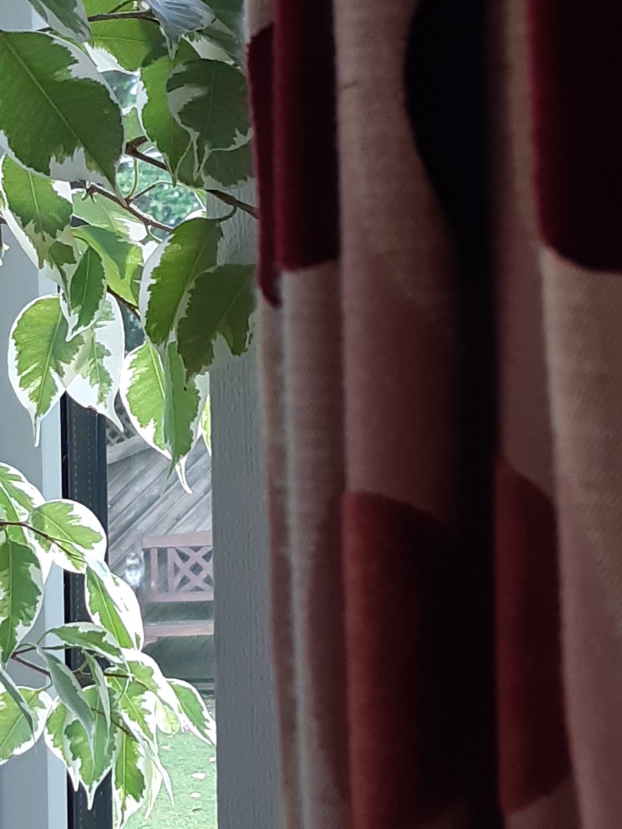 Tried to take a pic of a squirrel on the garden bench eating a piece of apple.
This was the result... 👀🧐😂 #specsavers