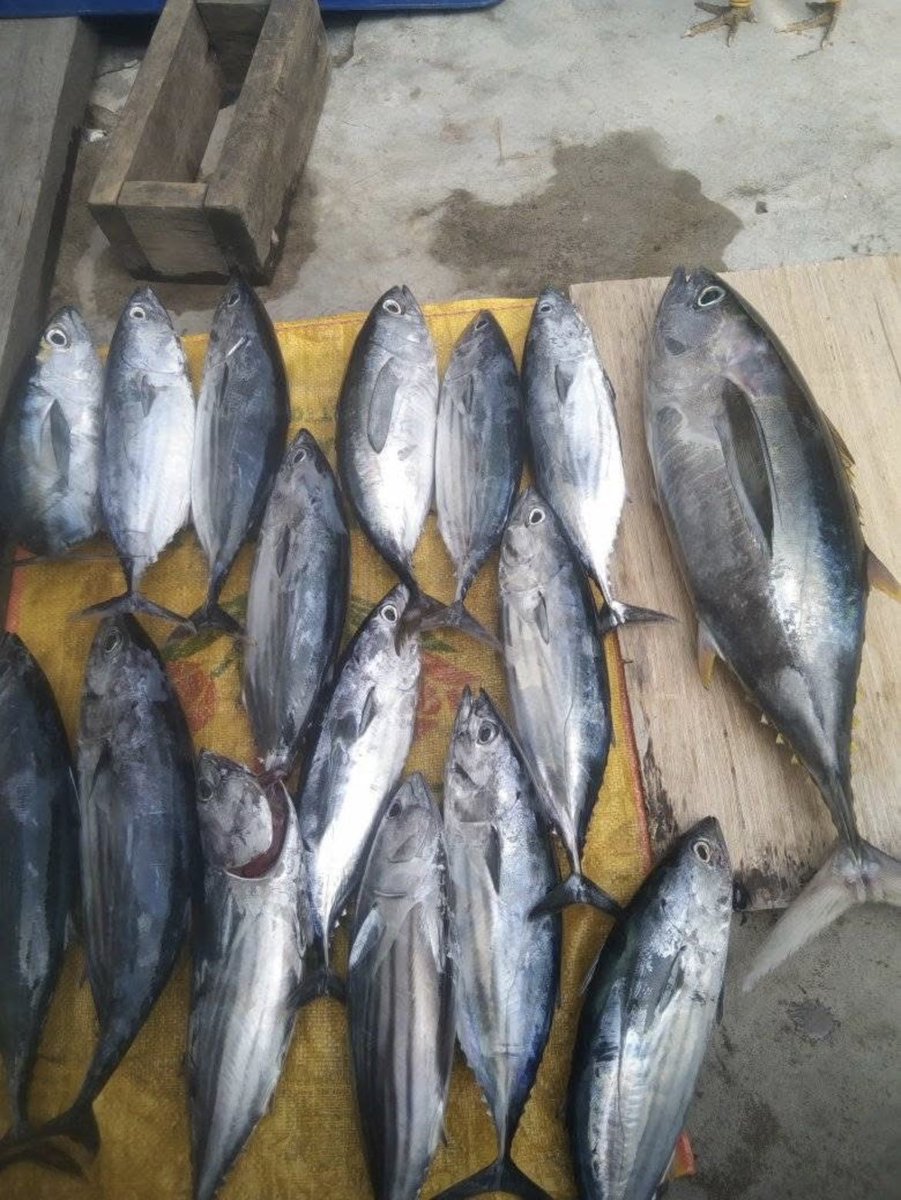 BinaliDhian's tweet photo. Sabtu 19 April 2025. Nurdianingsy Bin Ali Melaporkan Hasil Tangkapan Ikan Cakalang KUB Cahaya Bahari Kec. Jailolo Selatan Desaa Sidangoli Gam Sebanyak 30 Kilo Dengn Harga Jual 40 rb /kilo.
#GiatLuhkanSatminkalAmbon
#Tangkap
#Halbar
@BP3_Ambon https://t.co/9neRxiMOx5