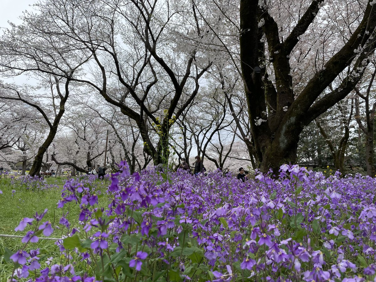 15hotcake's tweet photo. 今年はいっぱい花見した https://t.co/EVMiM9UThx