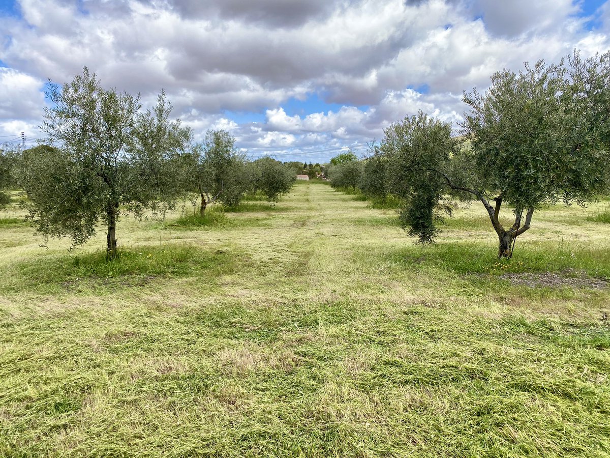 José Mª Rey Benayas (@josemreybenayas) on Twitter photo Es el momento de eliminar #hierbas en los cultivos leñosos. El antes y el después de La Perla, mi #olivar más pequeño. Queda la cubierta verde protectora del suelo y la hierba segada como abono <a href="/FundacionFire/">Fundación Internacional Restauración Ecosistemas</a> <a href="/lavozdelolivo/">La voz del olivo</a> <a href="/Commonland/">Commonland</a> <a href="/AlVelAl_4R/">AlVelAl</a> Es el momento de eliminar #hierbas en los cultivos leñosos. El antes y el después de La Perla, mi #olivar más pequeño. Queda la cubierta verde protectora del suelo y la hierba segada como abono <a href="/FundacionFire/">Fundación Internacional Restauración Ecosistemas</a> <a href="/lavozdelolivo/">La voz del olivo</a> <a href="/Commonland/">Commonland</a> <a href="/AlVelAl_4R/">AlVelAl</a>