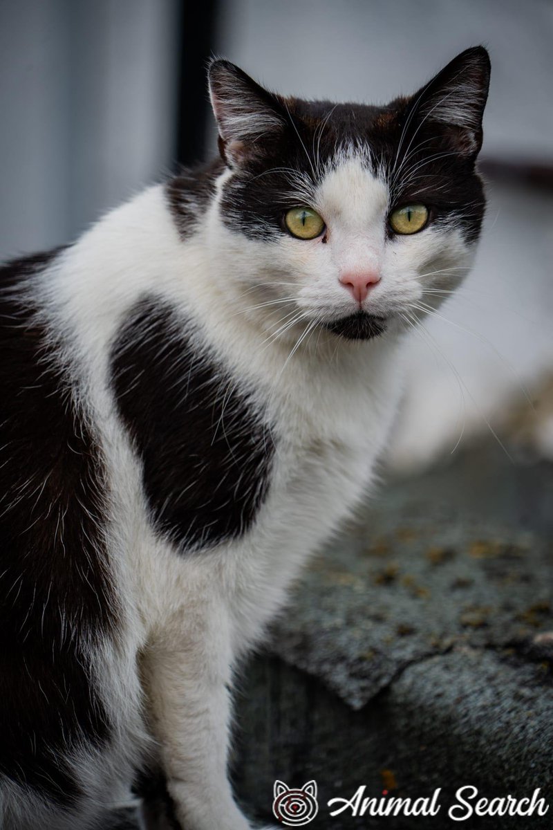 Pingoo_The_Cat's tweet photo. #MISSING BLACK &amp; WHITE #CAT #lost on Tuesday 15th April 2025 from #LEE, #LEWISHAM #SE12..  -If you have any info please contact the owner via this Animal Search link-> https://t.co/EQ3aZLGt3Q #HelpFindThem #cats #Hither #Green, #Horn #Park https://t.co/mGwnIrsusQ