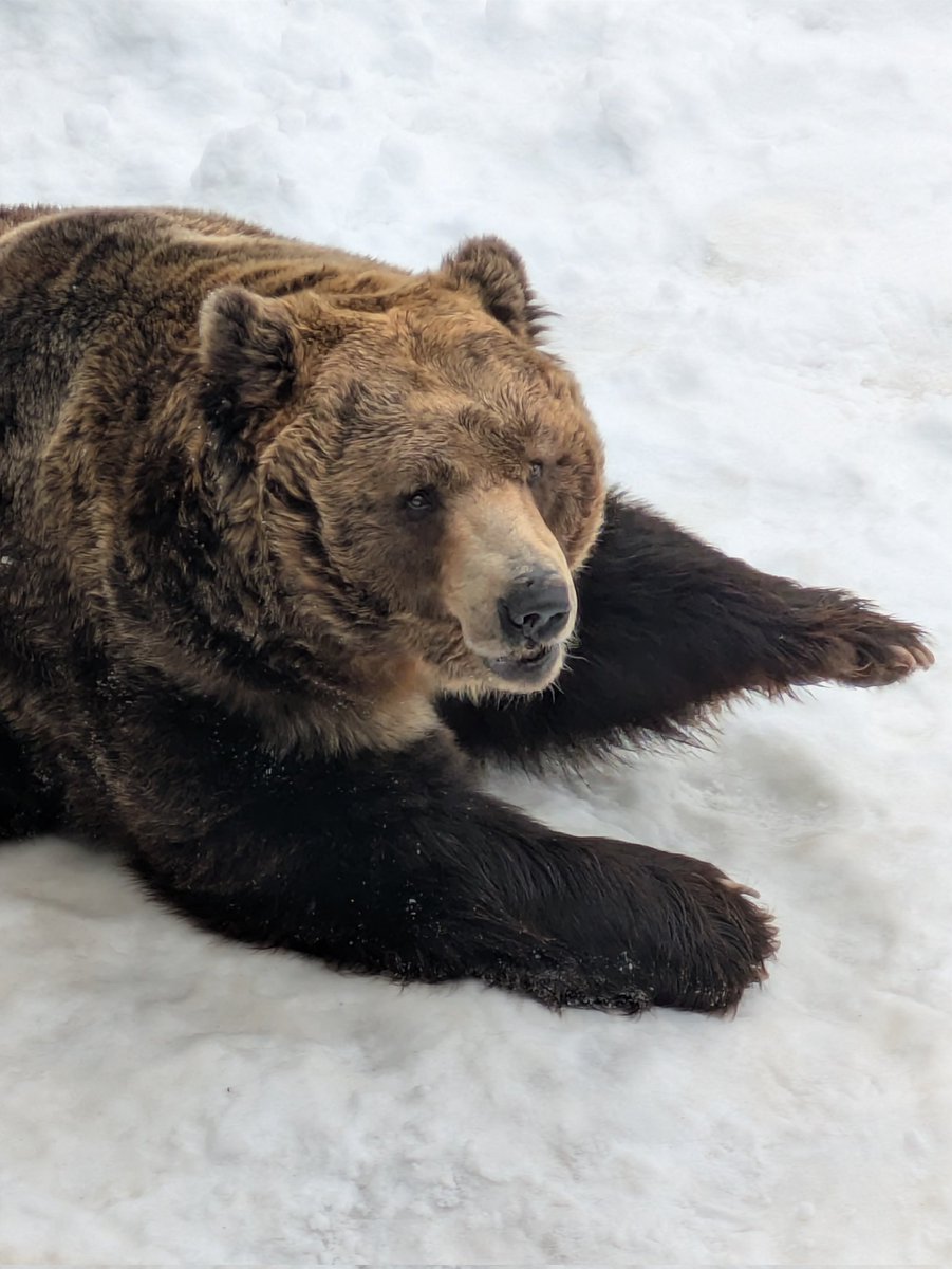 poteitou_kuma's tweet photo. のぼりべつクマ牧場 https://t.co/dFvnJXFxoc