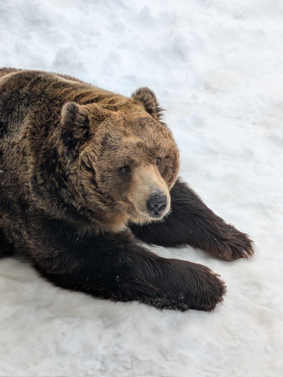 poteitou_kuma's tweet photo. のぼりべつクマ牧場 https://t.co/dFvnJXFxoc