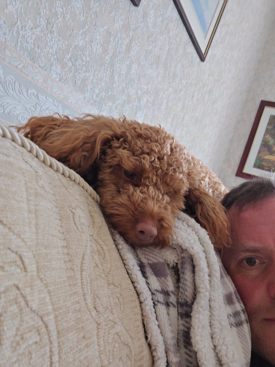 Shawboy77's tweet photo. @mrdanwalker meet Annie, our nee rescue, loving life in her new home. https://t.co/6GcSFZ4gA0