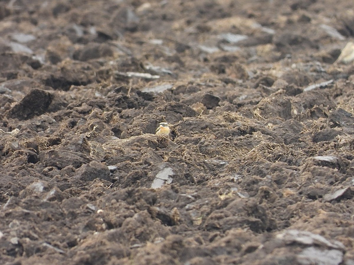 Tom Parkinson tweet media