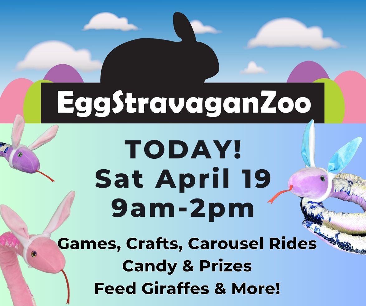 It's finally here: Join us for EggStravaganZoo TODAY from 9am-2pm for family-friendly, springtime fun! We've got games, crafts, carousel rides, food and drinks, a scavenger hunt with prizes, candy stations, and SO much more! We can't wait to see you 🐇 🌼 🐣 🐰