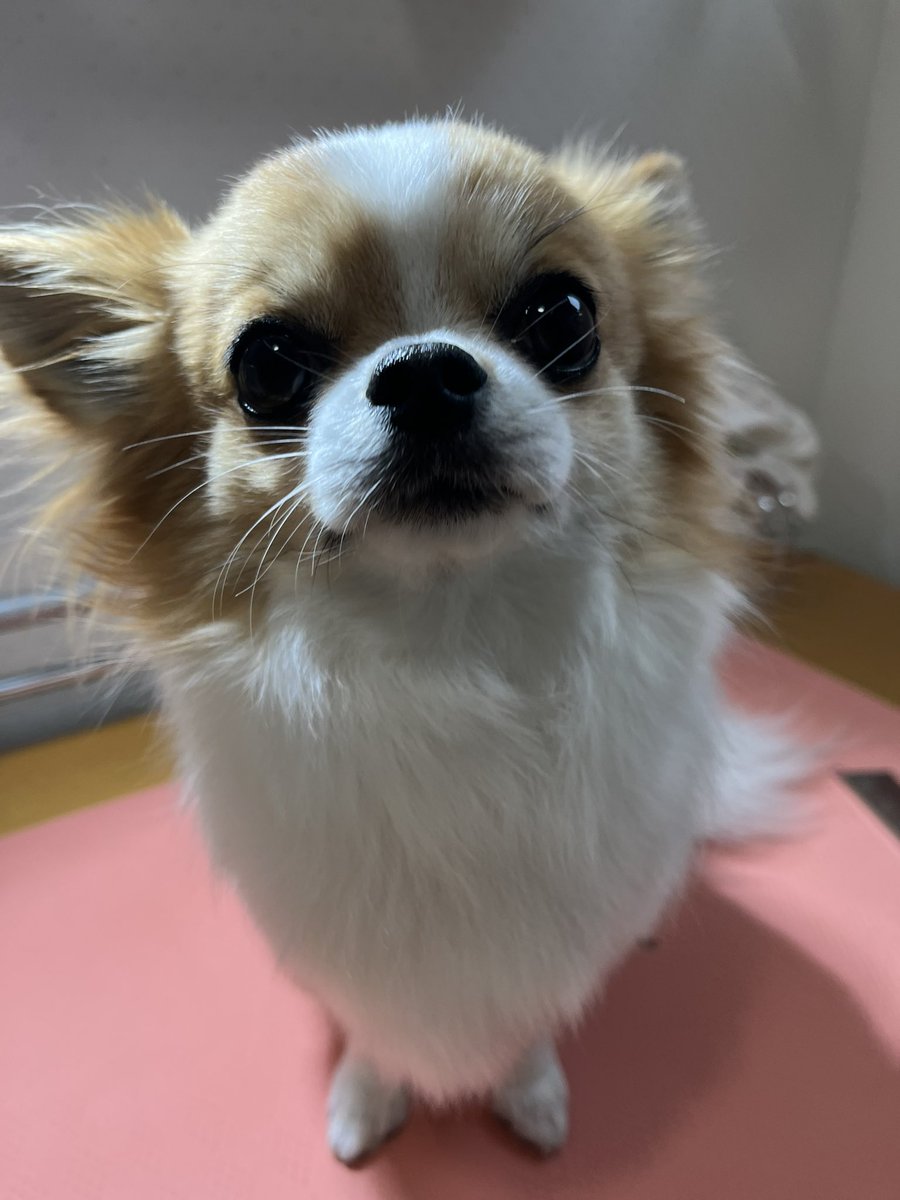 wan_trimming's tweet photo. チワワ　シャンプー✨
急きょ、ありがとうございました♪

#トリミング　#チワワ　#部分カット　#出勤トリミング　#移動トリミング https://t.co/MvLRuG7BUN
