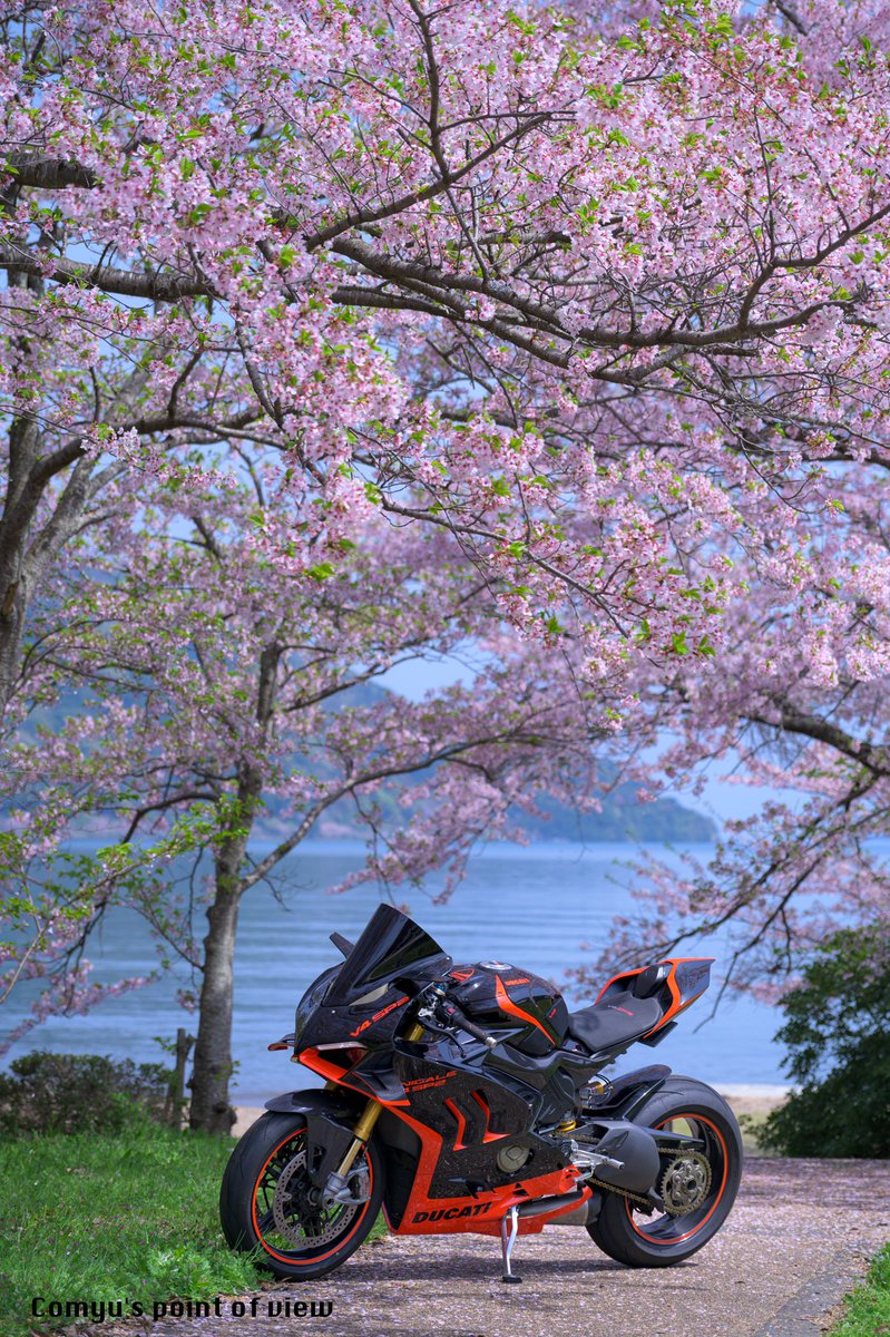 c_o_m_y_u's tweet photo. 2025/4/19 滋賀県高島市”マキノサニービーチ”にて撮影
桜×琵琶湖×パニガーレ🏍️🌸
どうしても右側撮ることが多くなるけど、左もかっこいいのです。
#Cpov #ducati #panigale #v4sp2 https://t.co/tbJe87BFvl