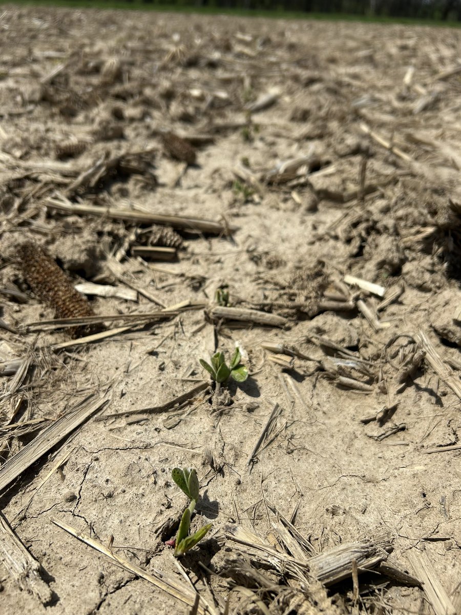 It only took about a month!

Our March 13 planted crops finally emerged earlier this week.
Corn emergence looked good, but Soybean plants looked spotty in all plots; will estimate emergence% later next week. 

<a href="/ILextension/">Illinois Extension</a> <a href="/IllinoisCropSci/">Crop Sciences</a>