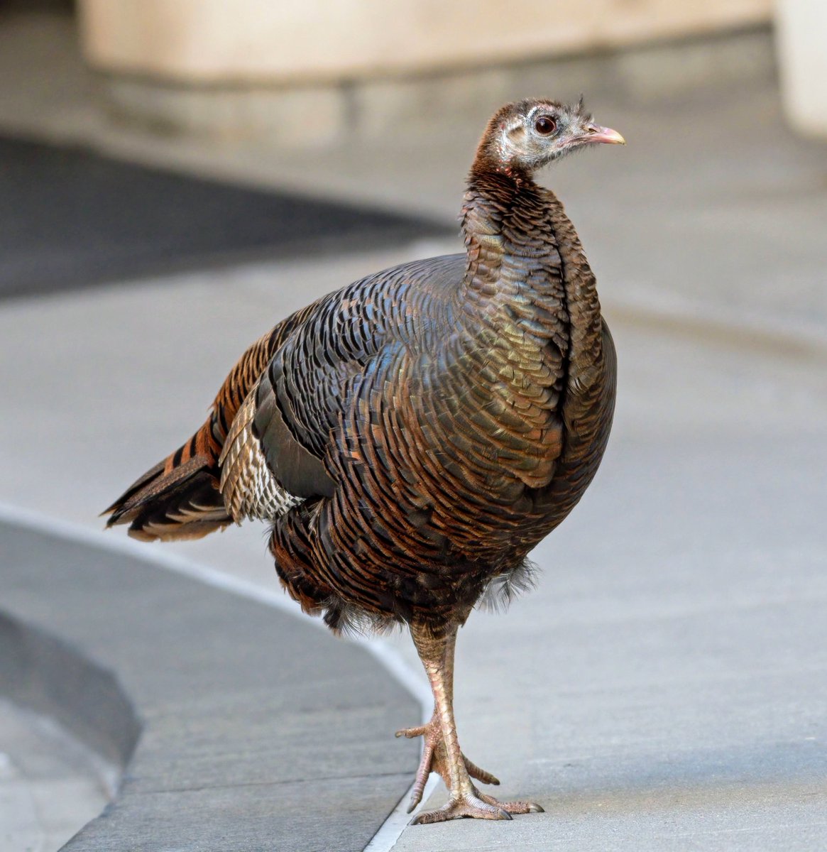 Astoria the Wild Turkey has found an Upper East Side building where staff and residents treat her with kindness and respect, allowing her to forage and rest undisturbed in their gardens. 🦃 ❤️