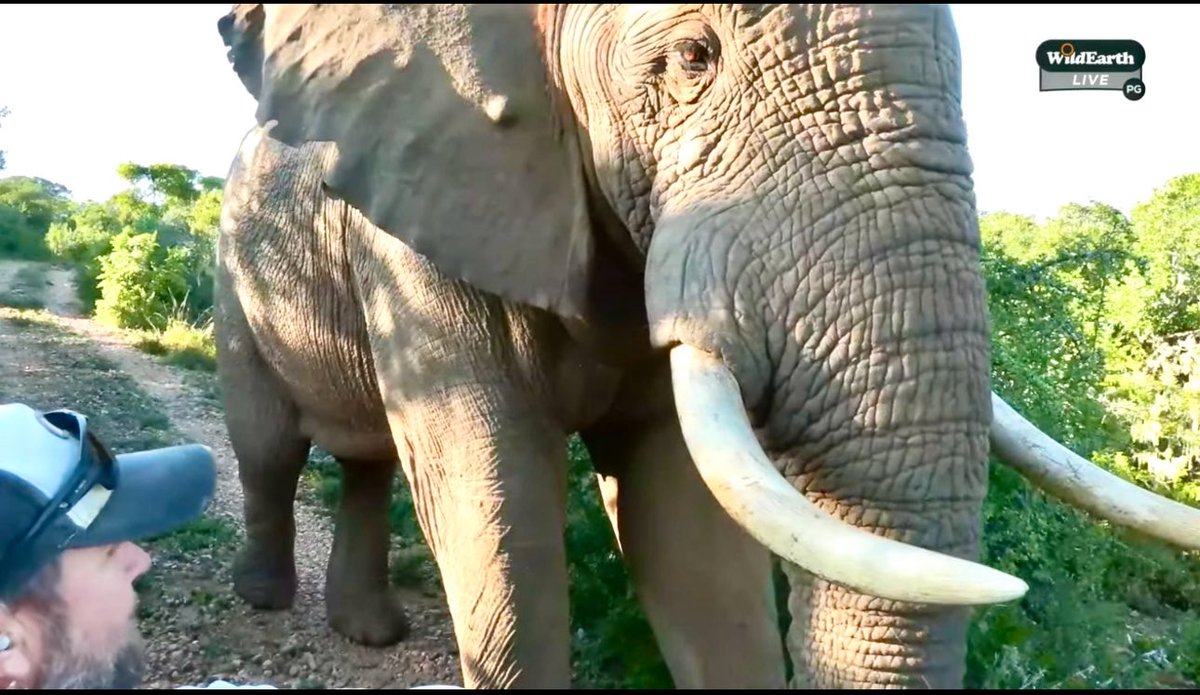 agrod43's tweet photo. Coli the big boy elephant greets @SteveFaulconbr1 and Morgan Mulholland in Amakhala games reserve 4-19-25 sunset drive #wildearth https://t.co/Bwo4vYKbcj