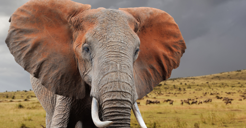 SB_ACH's tweet photo. 1. List Your Safari vehicle or private car and generate income. 2. List your Tour/safari company for FREE and get clients worldwide.