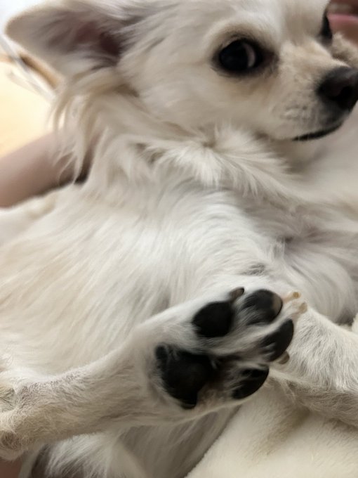 ちょっとだけ落ち着いて漫画描けた日でシタ。 