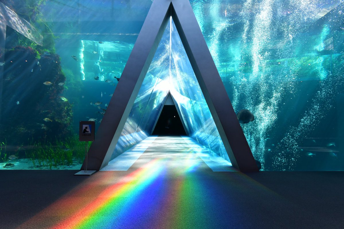effirstlatter's tweet photo. 虹の道が出来たトンネル水槽は初めてでした🌈

 #水族館の水槽に降り注ぐ太陽光が好き https://t.co/OTkny7LXFp