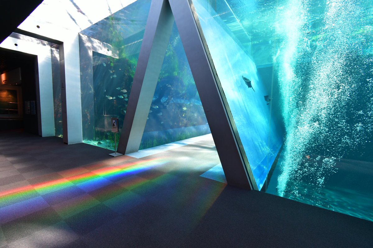 effirstlatter's tweet photo. 虹の道が出来たトンネル水槽は初めてでした🌈

 #水族館の水槽に降り注ぐ太陽光が好き https://t.co/OTkny7LXFp
