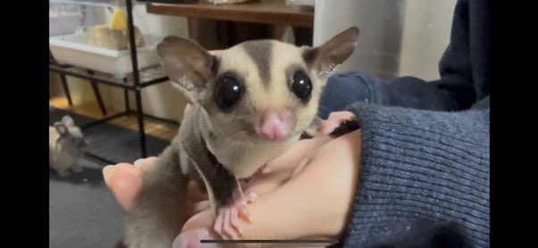 Animal_B_Cherry's tweet photo. 仲良しカップル様から写真&amp;動画頂きましたのでアップ致します❣️

彼氏さんは動物にめちゃくちゃ愛される人みたいでノーマルのセブンにめちゃくちゃLoveアタックされてた(笑)

彼女さんにベッタリのモザイクのごまちゃん(仮名)もこの癒され顔💕
#フクロモモンガ #函館 #触れ合い https://t.co/bNL839wQk7