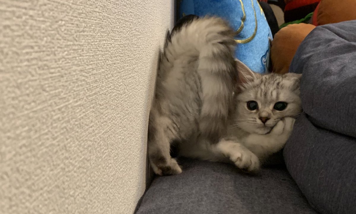 絶対これ態度でかい