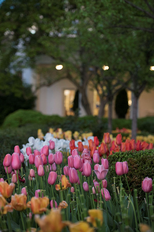 It’s almost tiiiiiiiiiiime… for the White House Easter Egg Roll! 🌷

📷: April 17, 2017, Matthew D'Agostino, White House Historical Association