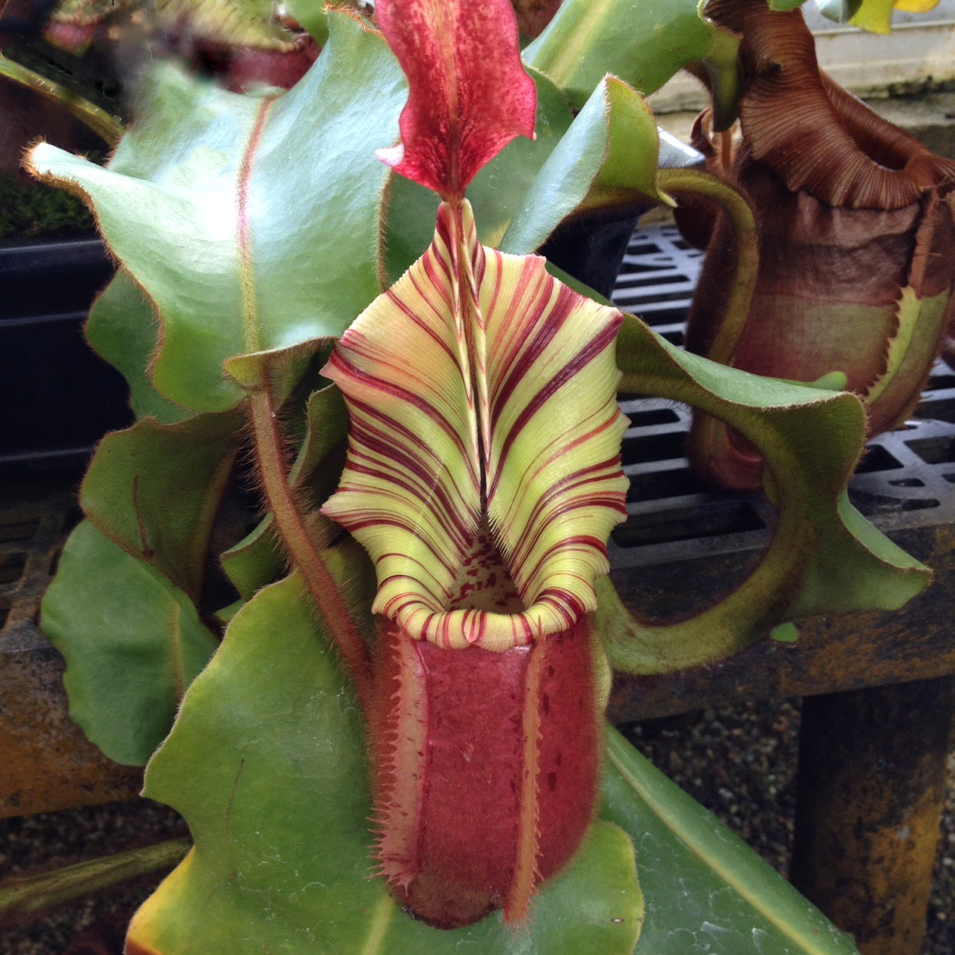 It's #CalDay -welcome to all incoming Cal students! Visit the UC Botanical Garden, one of the most plant-diverse places on the planet. FREE admission for UC students! Drop in to our Discovery Station, noon-3 pm &amp; learn about fascinating #carnivorousplants. ow.ly/CPLQ50VBUne