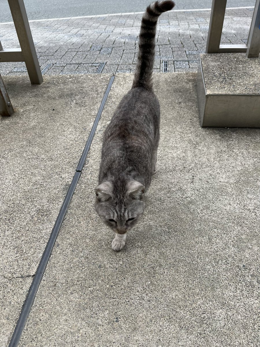 narara_7's tweet photo. 今回の二見浦にゃん https://t.co/JShdaRl1nX