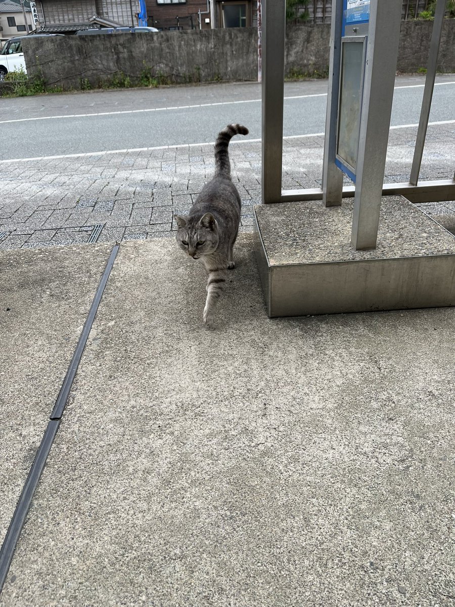 narara_7's tweet photo. 今回の二見浦にゃん https://t.co/JShdaRl1nX